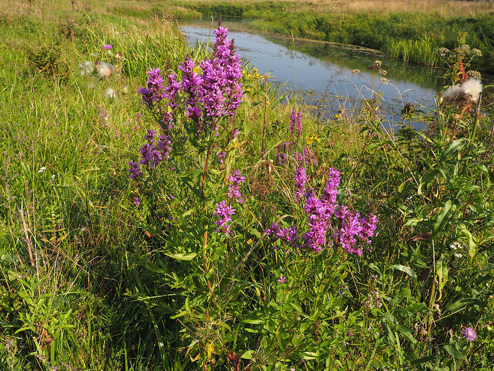 Image of Lythrum salicaria specimen.