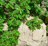 Jatropha gossypiifolia. Верхушки веток цветущего и плодоносящего растения. Израиль, впадина Мёртвого моря, киббуц Эйн-Геди. 27.04.2017.