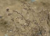 Agrostis tenuis