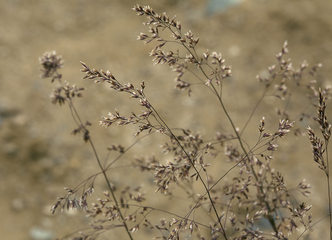 Изображение особи Agrostis tenuis.