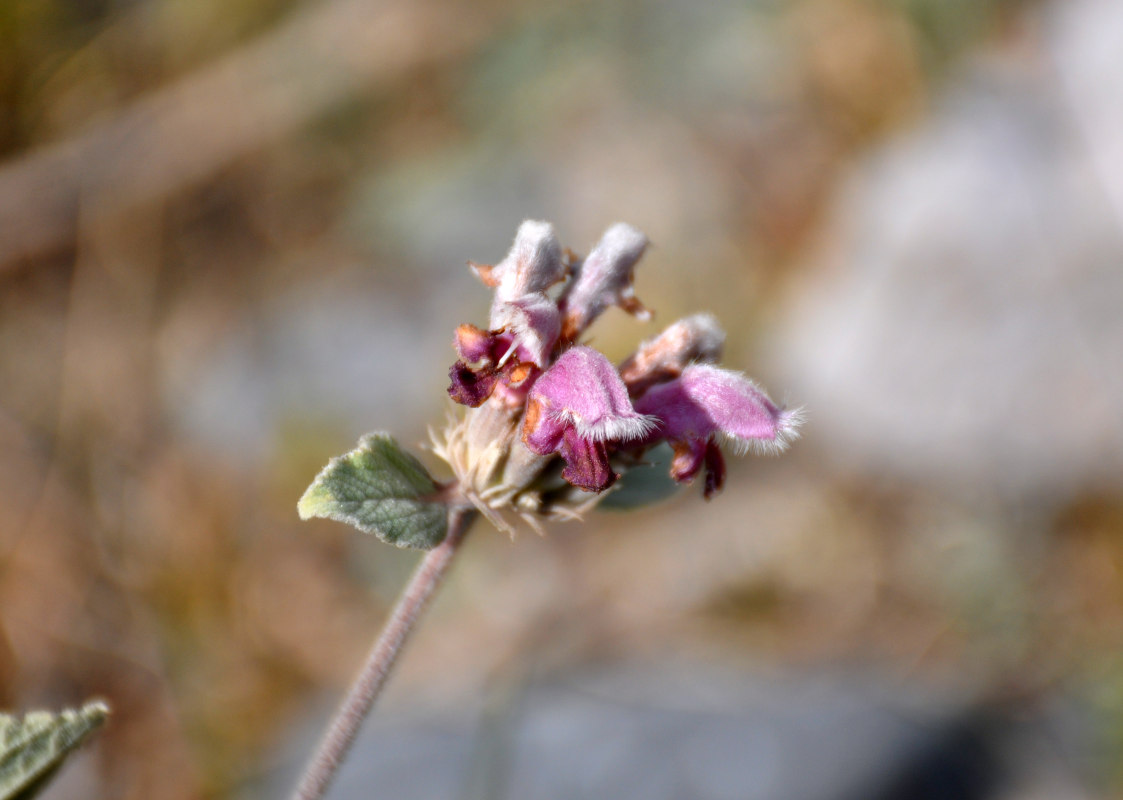 Image of Phlomoides canescens specimen.