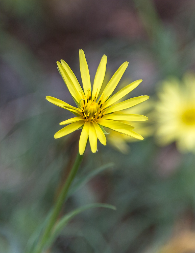 Изображение особи род Tragopogon.