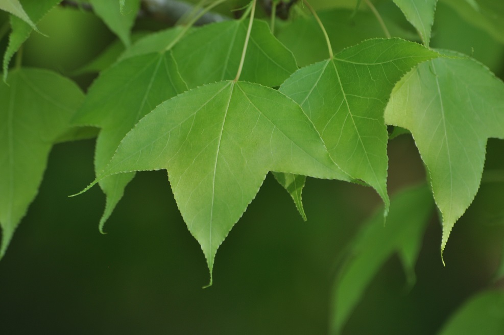 Image of Liquidambar formosana specimen.