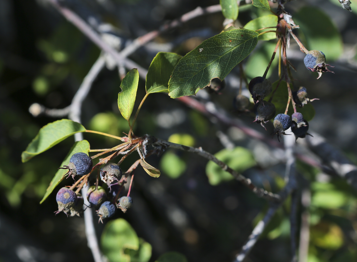 Изображение особи Amelanchier ovalis.