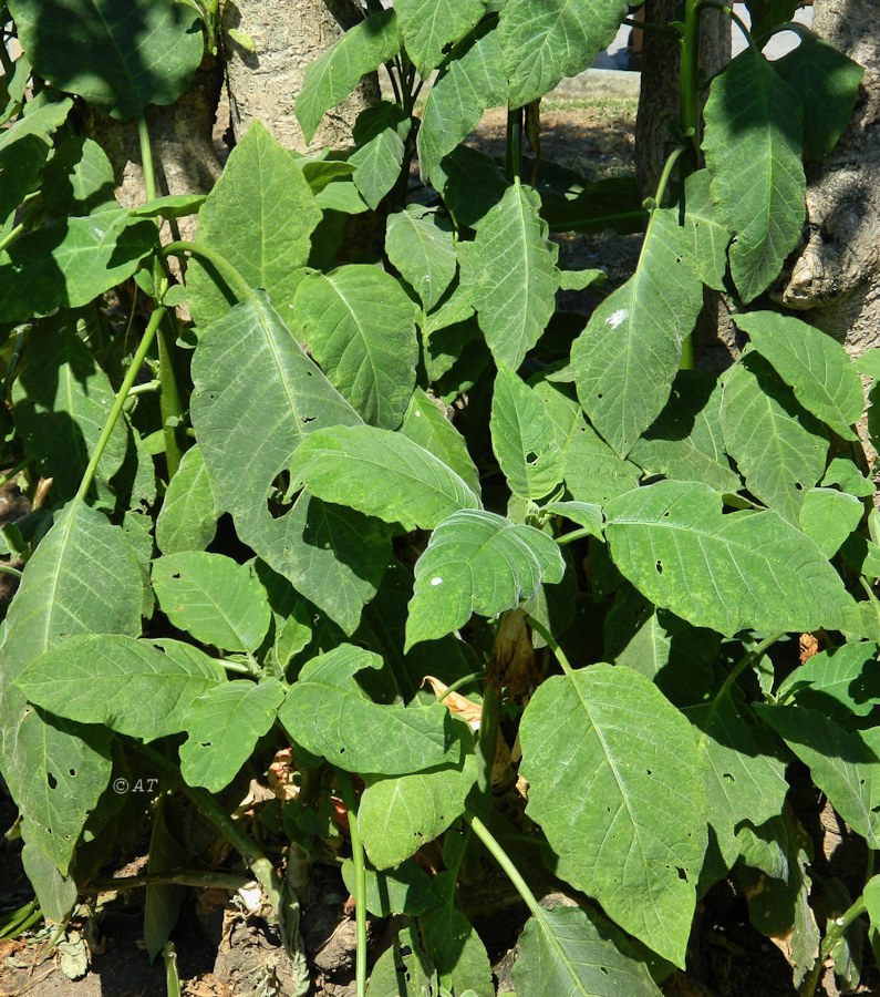 Image of Brugmansia arborea specimen.