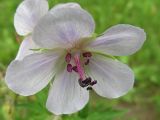 Geranium pratense