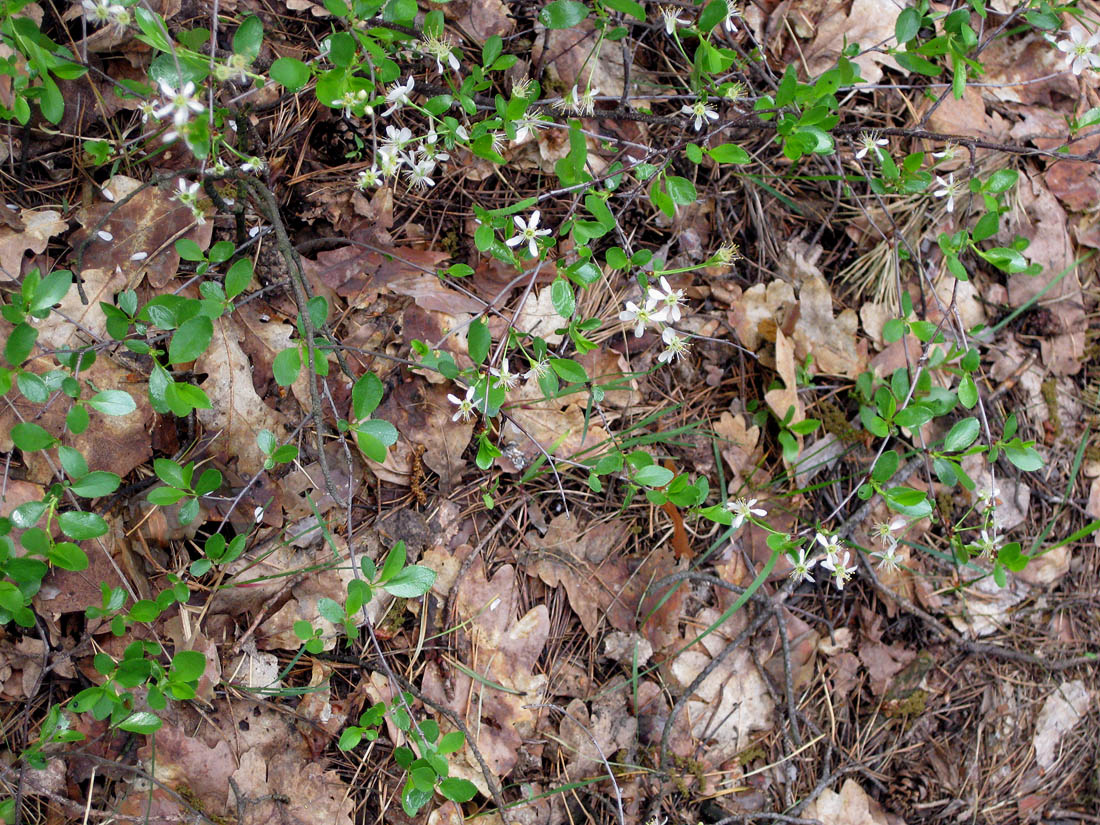 Image of Cerasus fruticosa specimen.