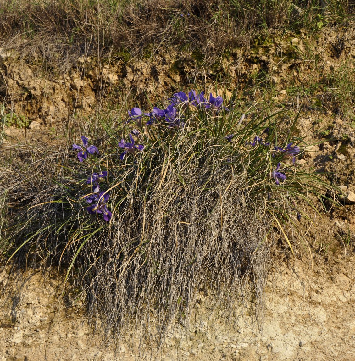 Изображение особи Iris unguicularis ssp. carica.