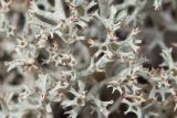 Cladonia uncialis