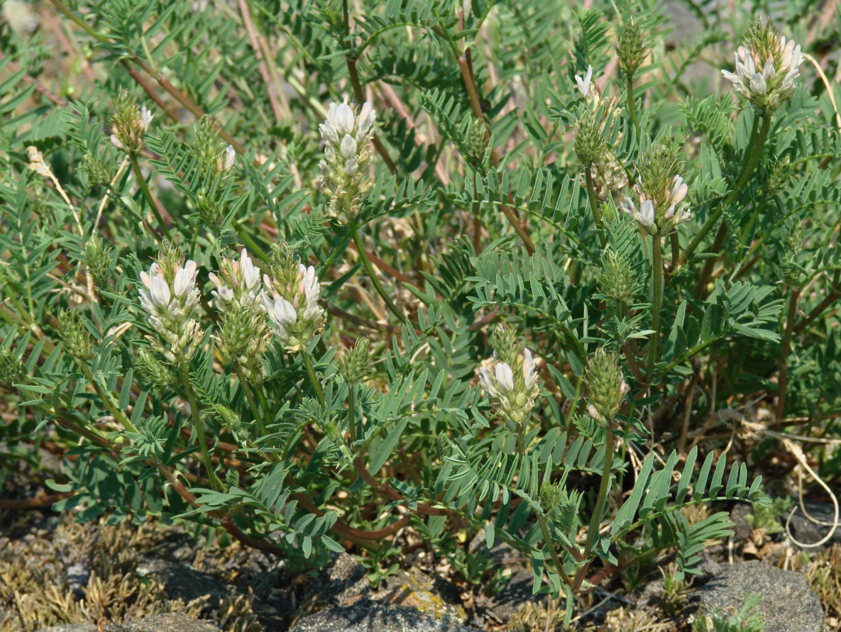 Изображение особи Astragalus inopinatus.