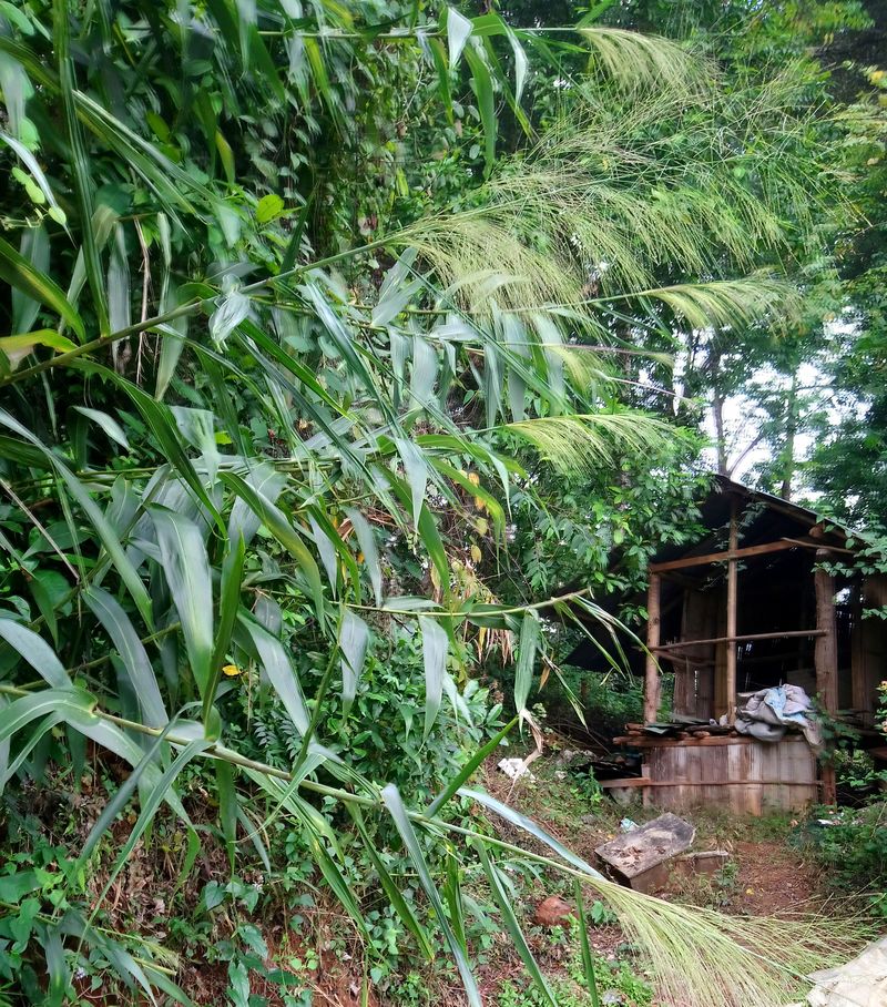 Image of genus Thysanolaena specimen.