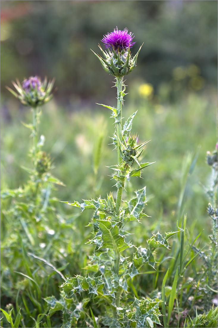 Image of Silybum marianum specimen.