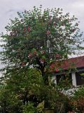 Allamanda blanchetii. Цветущее растение. Малайзия, Куала-Лумпур, в культуре. 13.05.2017.
