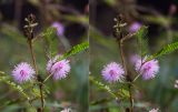 Mimosa pudica