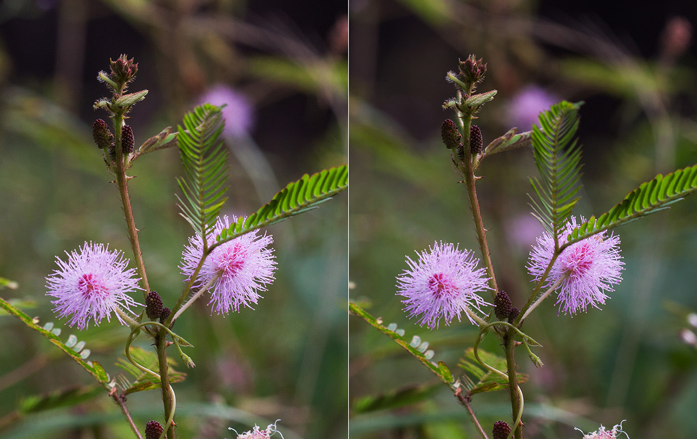 Изображение особи Mimosa pudica.