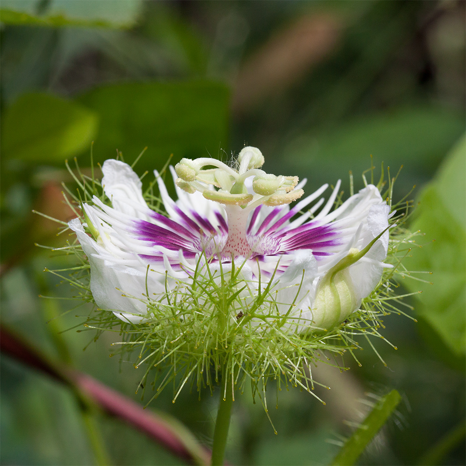 Image of Passiflora foetida specimen.