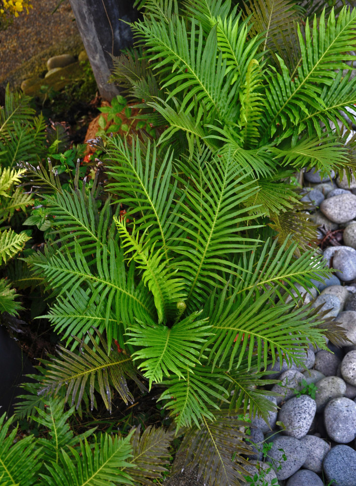 Image of Blechnum gibbum specimen.