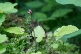 Viola selkirkii