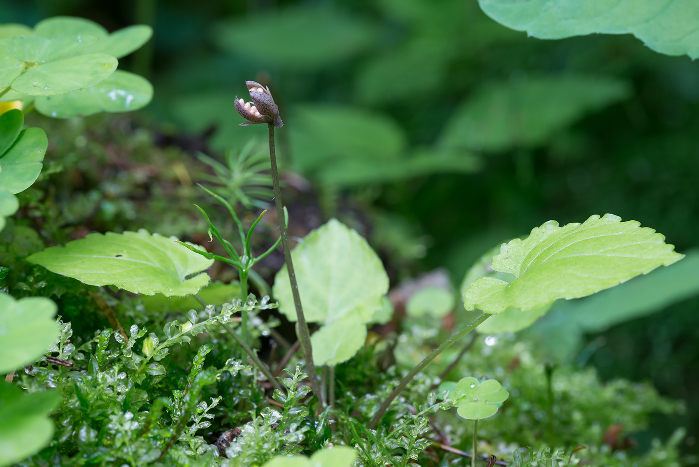 Image of Viola selkirkii specimen.