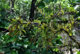 Pyrrosia piloselloides. Спороносящие растения на ветви дерева. Малайзия, о-в Пенанг, национальный парк Пенанг, влажный тропический лес. 06.05.2017.