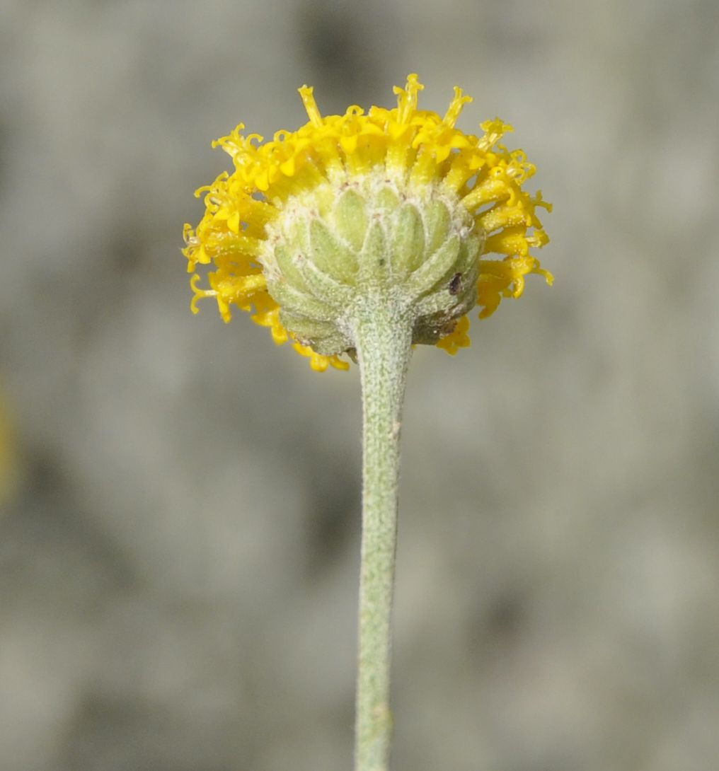 Image of Santolina chamaecyparissus specimen.