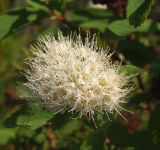 Spiraea beauverdiana. Соцветие. Магаданская обл., окр. г. Магадан, побережье бухты Гертнера, склон сопки, на поляне среди лиственичника. 11.07.2010.