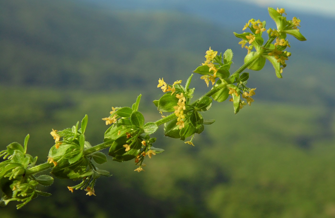 Image of Cruciata laevipes specimen.