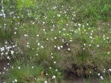 Eriophorum vaginatum. Плодоносящие растения. Московская обл., Одинцовский р-н, Звенигородская биостанция МГУ, на краю верхового Волковского болота. 19.05.2018.