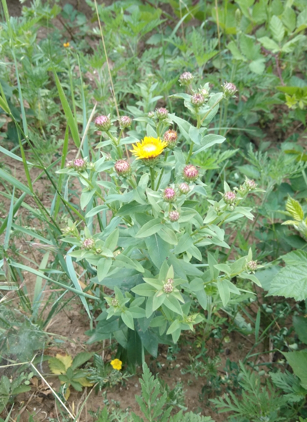 Изображение особи Inula aspera.