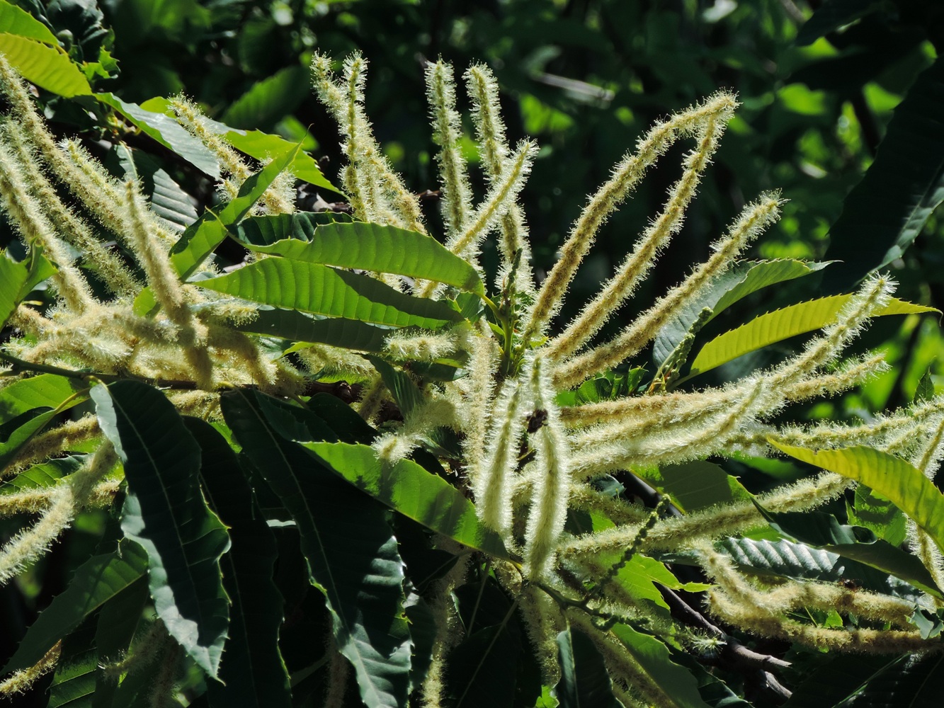 Image of Castanea sativa specimen.