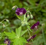 Geranium phaeum. Верхушка цветущего побега. Пермь, Свердловский р-н, в озеленении двора. 14 июня 2018 г.