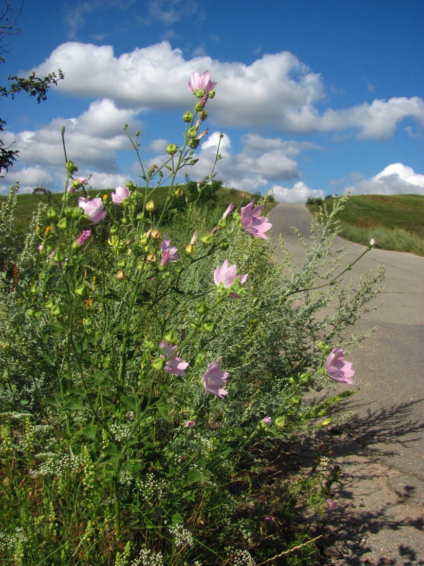 Image of Malva thuringiaca specimen.