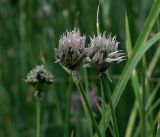 Allium schoenoprasum. Верхушки побегов с соплодиями в стадии созревания. Московская обл., Раменский р-н, окр. дер. Хрипань, садовый участок. 10.07.2018.