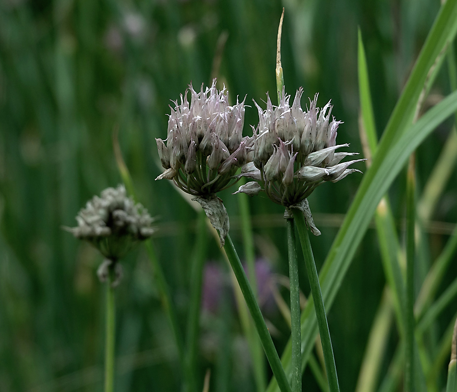 Image of Allium schoenoprasum specimen.