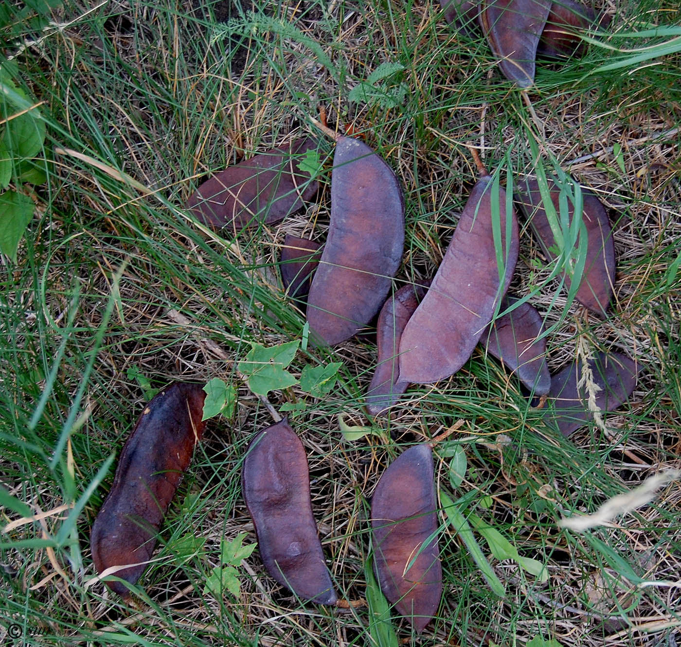 Изображение особи Gymnocladus dioicus.