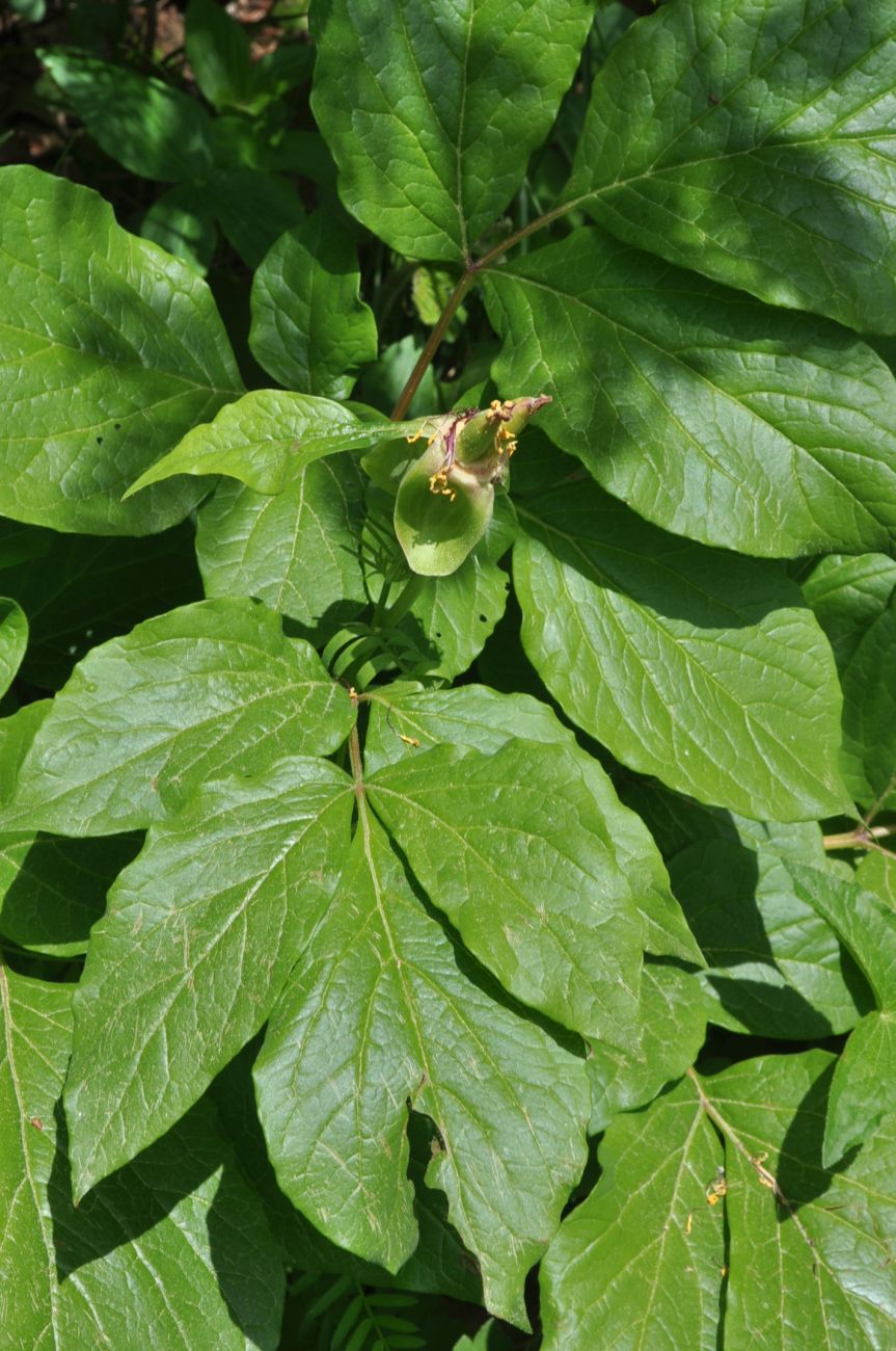 Image of Paeonia macrophylla specimen.