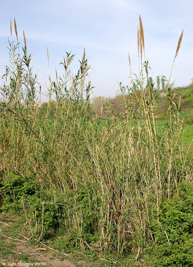 Изображение особи Arundo donax.