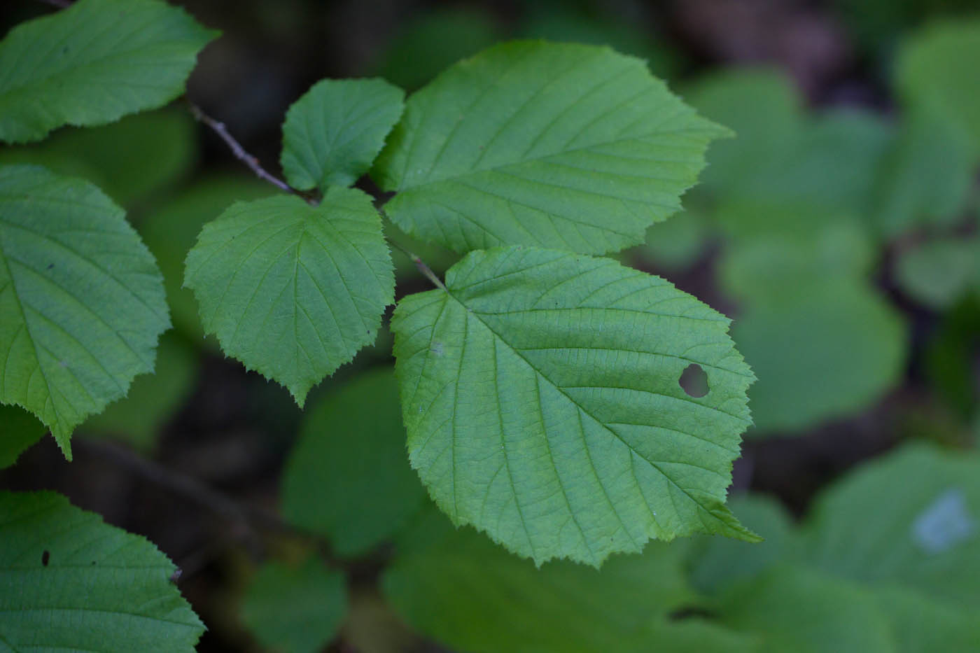 Image of Corylus avellana specimen.