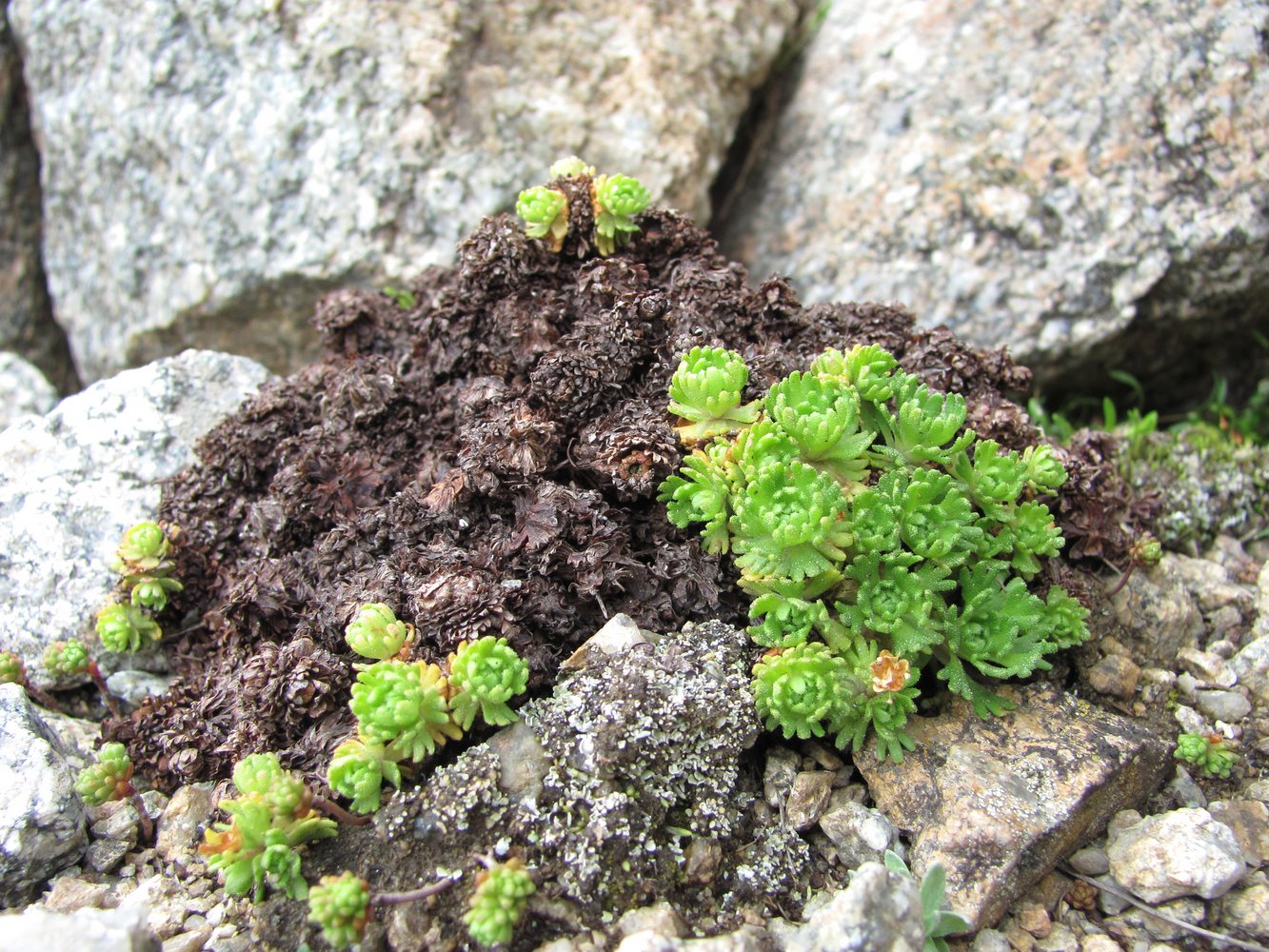 Изображение особи Saxifraga adenophora.