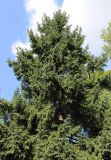Picea asperata. Верхняя часть кроны (вид снизу). Санкт-Петербург, ботанический сад БИН РАН, в культуре. 17.08.2018.