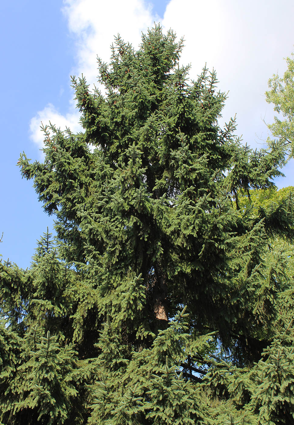 Image of Picea asperata specimen.