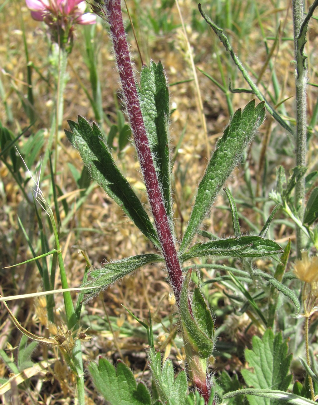 Image of Potentilla recta specimen.