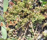 genus Sedum. Нижняя часть растения растения. Грузия, Казбегский муниципалитет, галечное дно долины р. Сно. 31.07.2018.