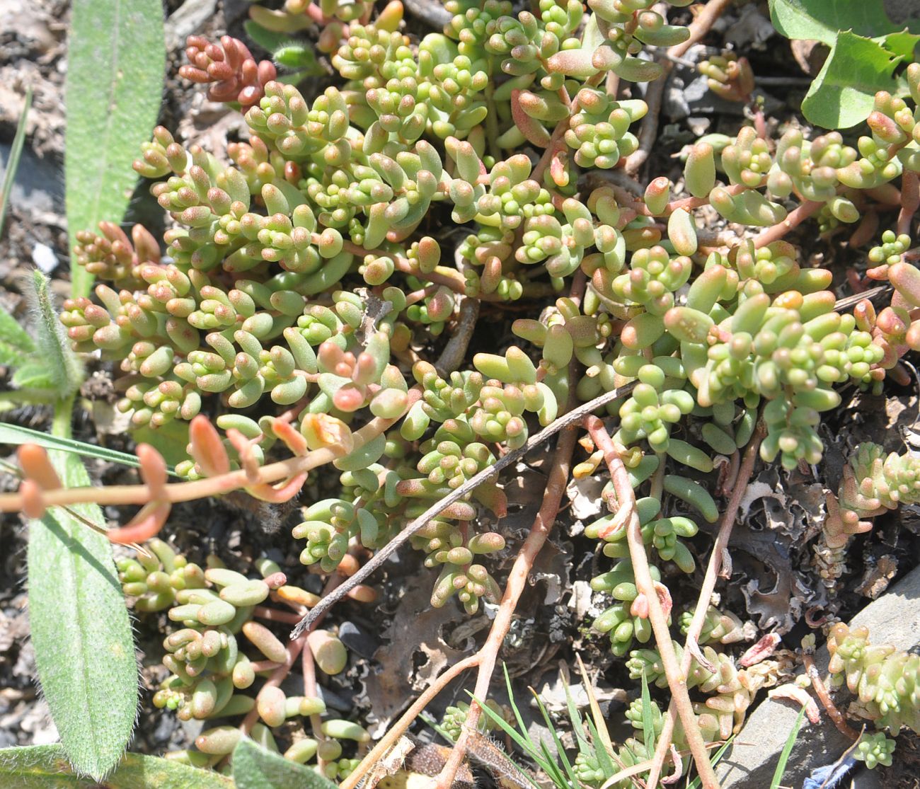 Image of genus Sedum specimen.