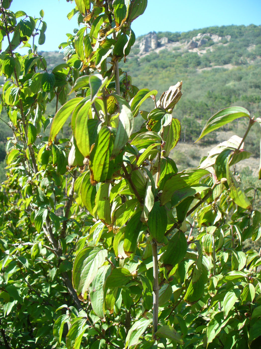 Image of Cornus mas specimen.