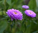 Callistephus chinensis