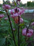 Lilium pilosiusculum