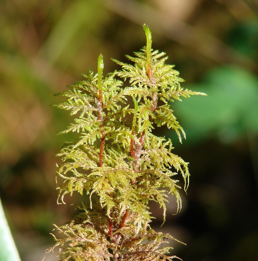 Image of Hylocomium splendens specimen.