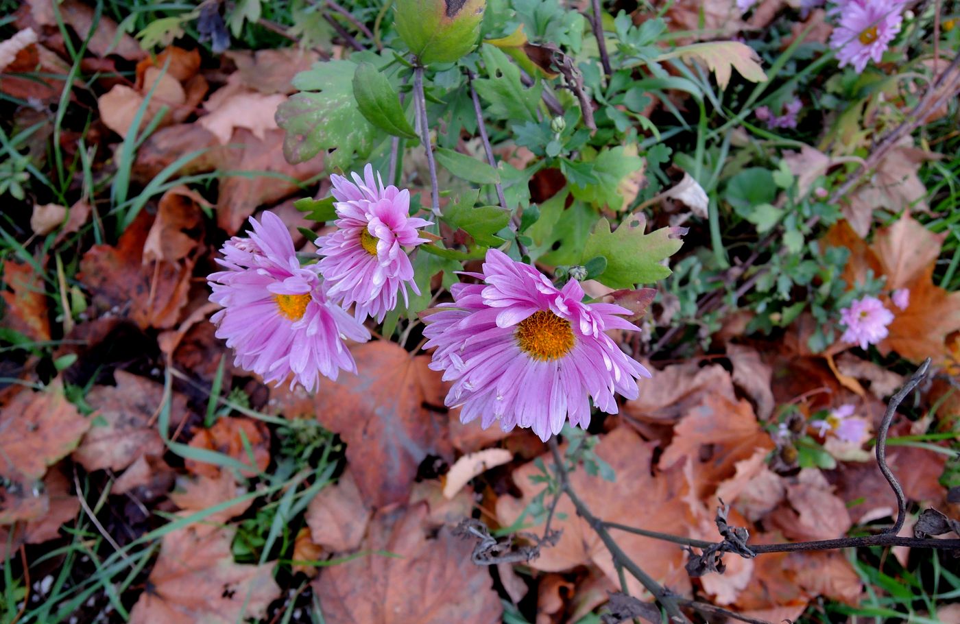 Image of Chrysanthemum indicum specimen.