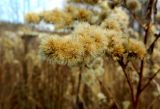 Solidago canadensis